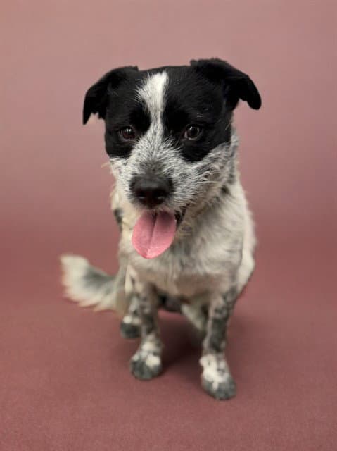Dougie - Australian Cattle Dog/Blue Heeler
