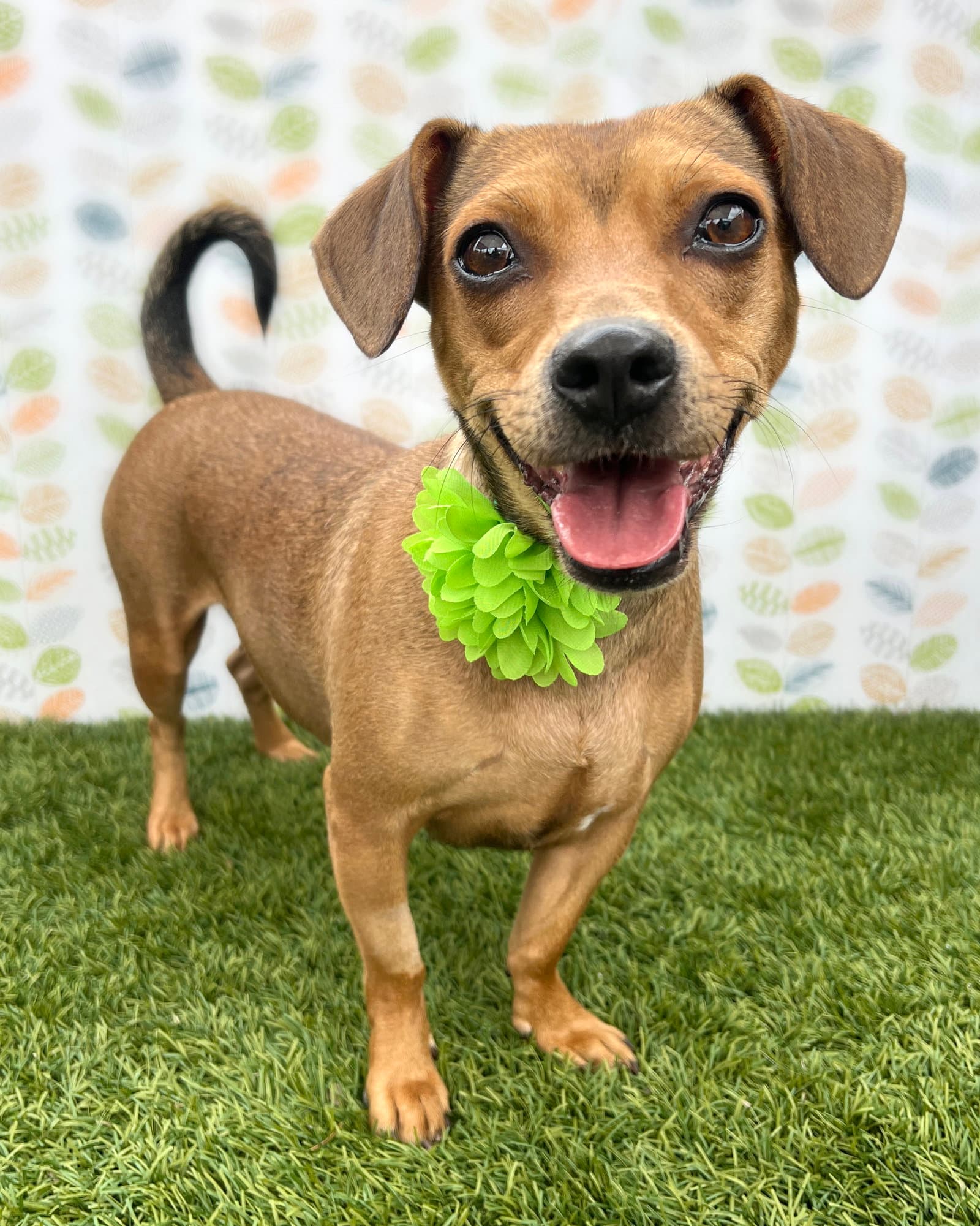 Peanut - Dachshund