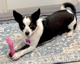 Evie image 3
