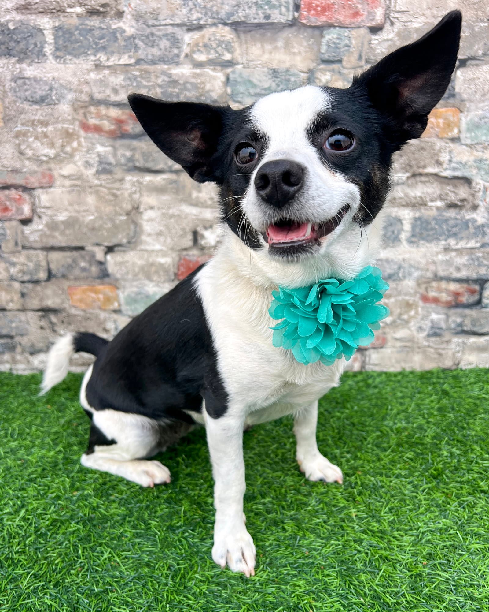 Evie - Rat Terrier