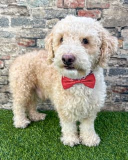 Oliver image 3