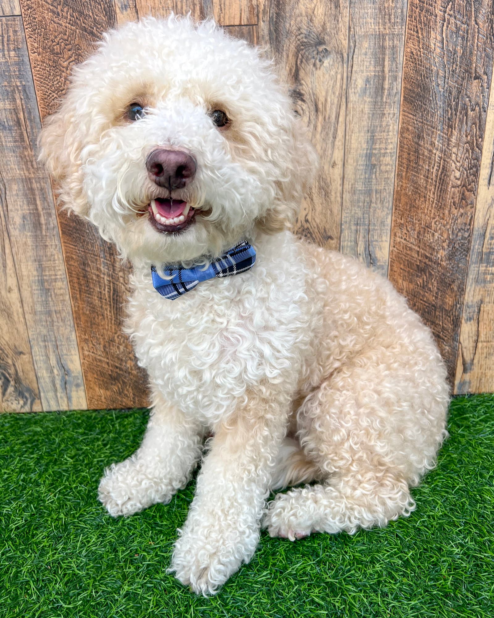 Oliver - Poodle (Miniature)