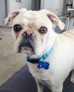 Pugsley image 4