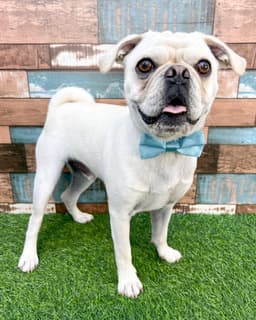 Pugsley image 3
