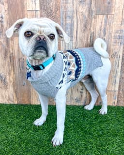 Pugsley image 2