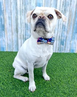Pugsley image 1