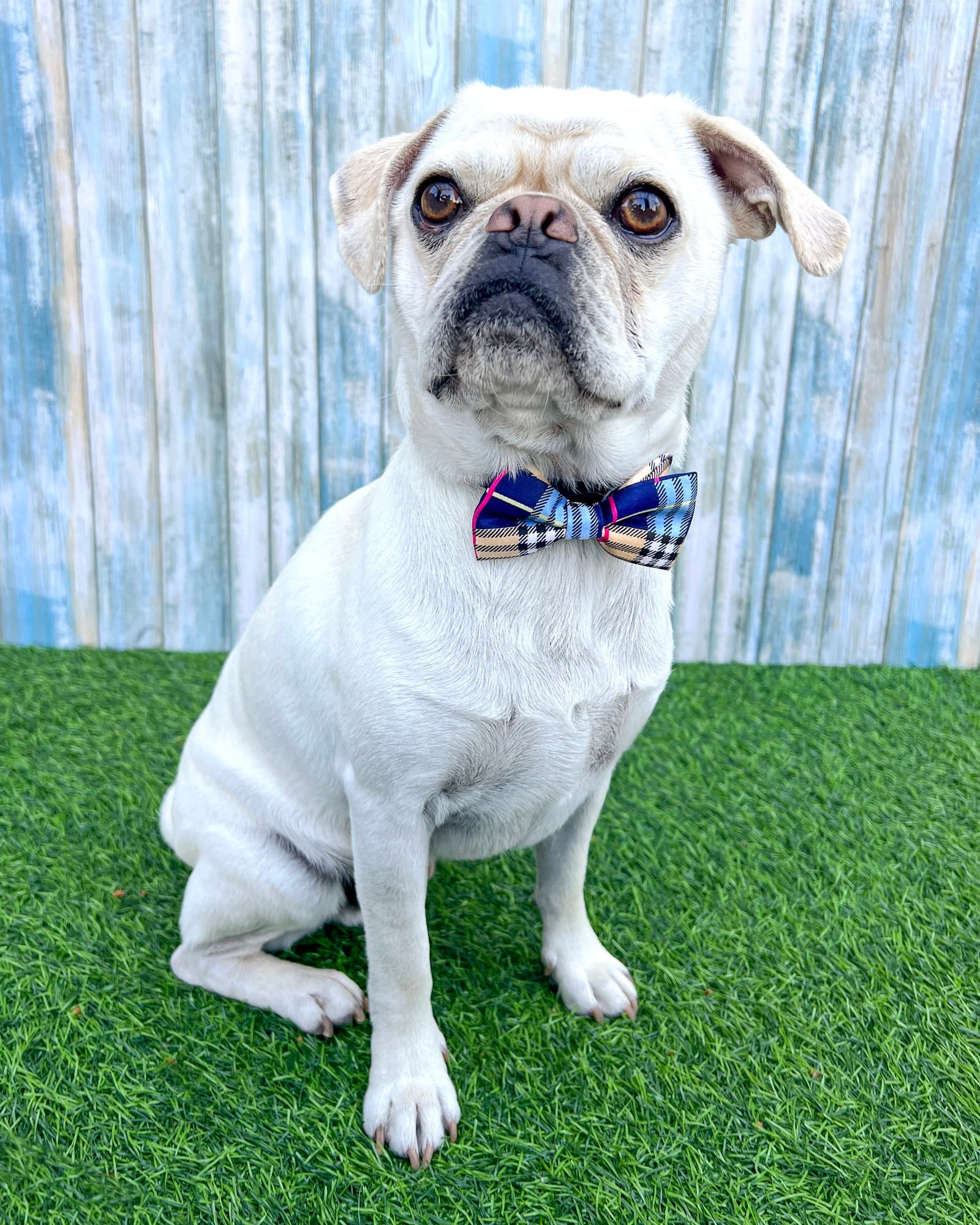 Pugsley - Pug