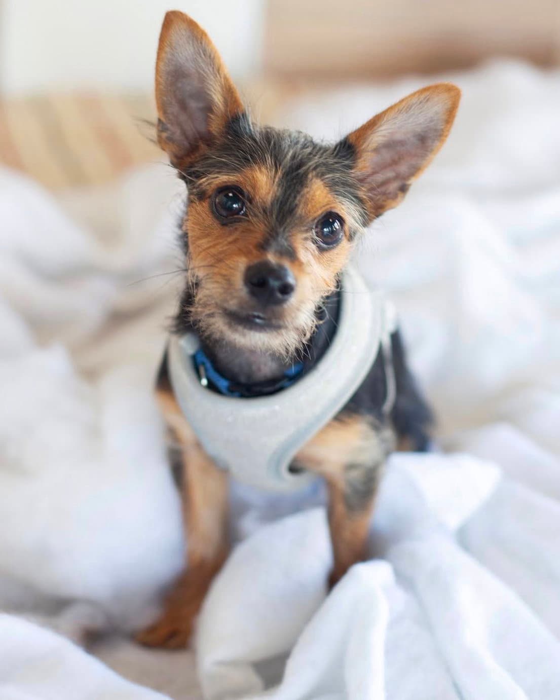 Moose - Yorkshire Terrier Yorkie