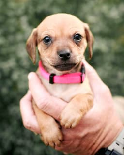 Molly image 3