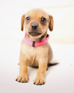 Molly image 2
