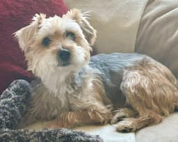 Annie image 3