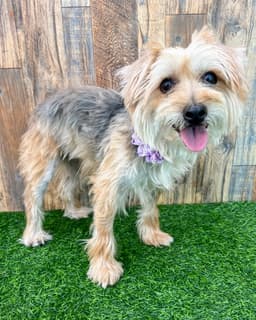 Annie image 1