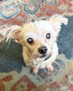 Betty image 1