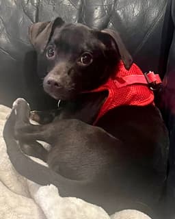 Sadie image 3