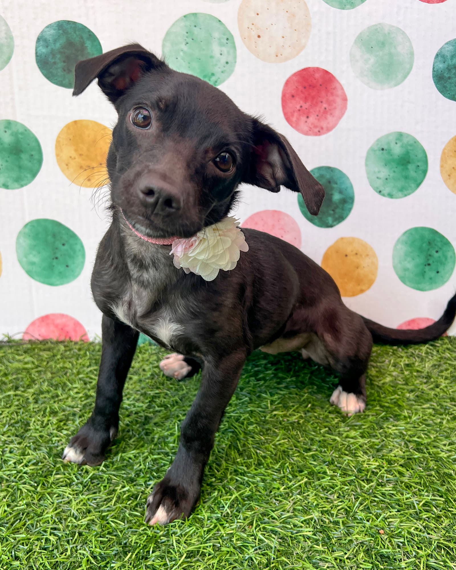 Sadie - Chihuahua