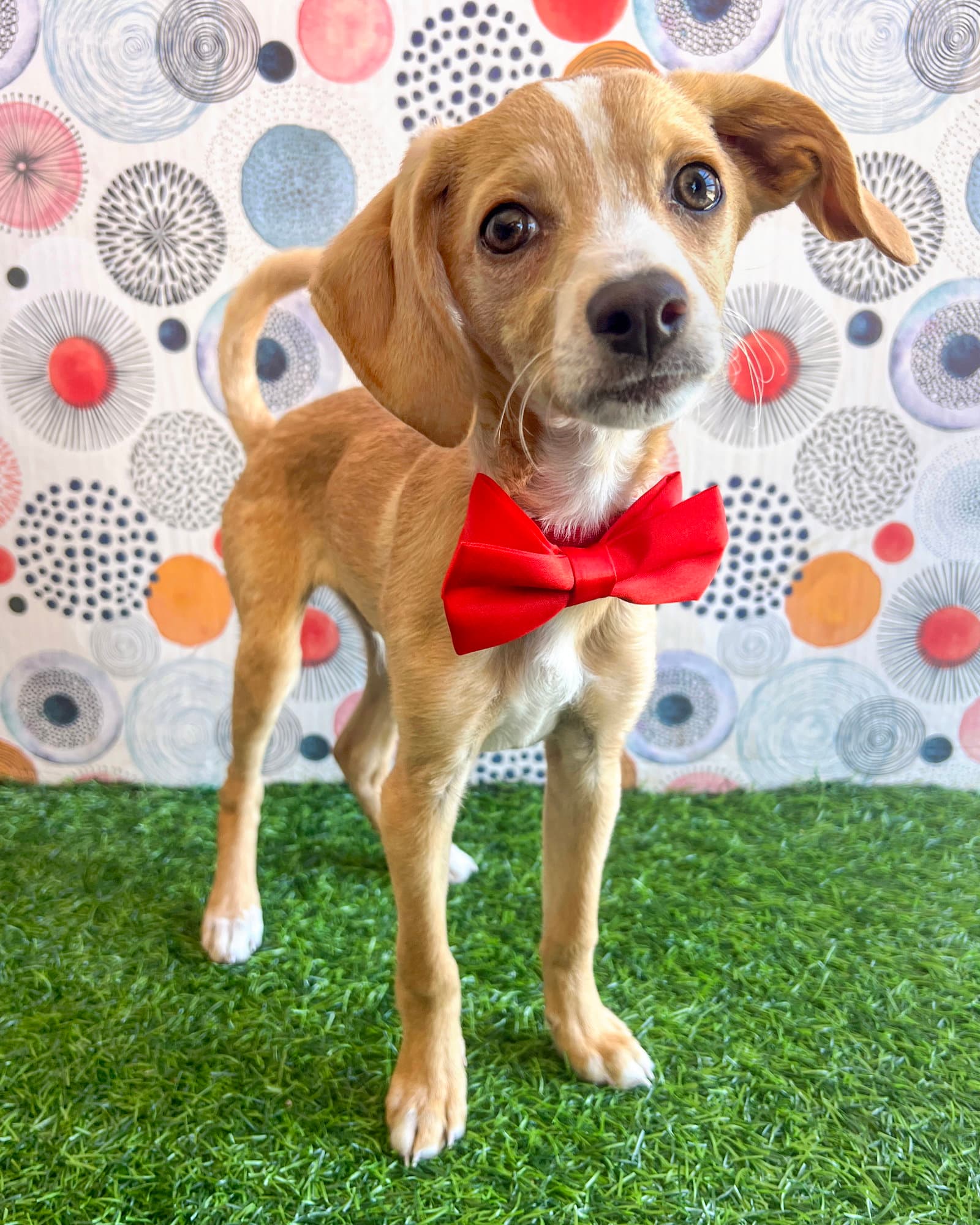 Max - Chihuahua