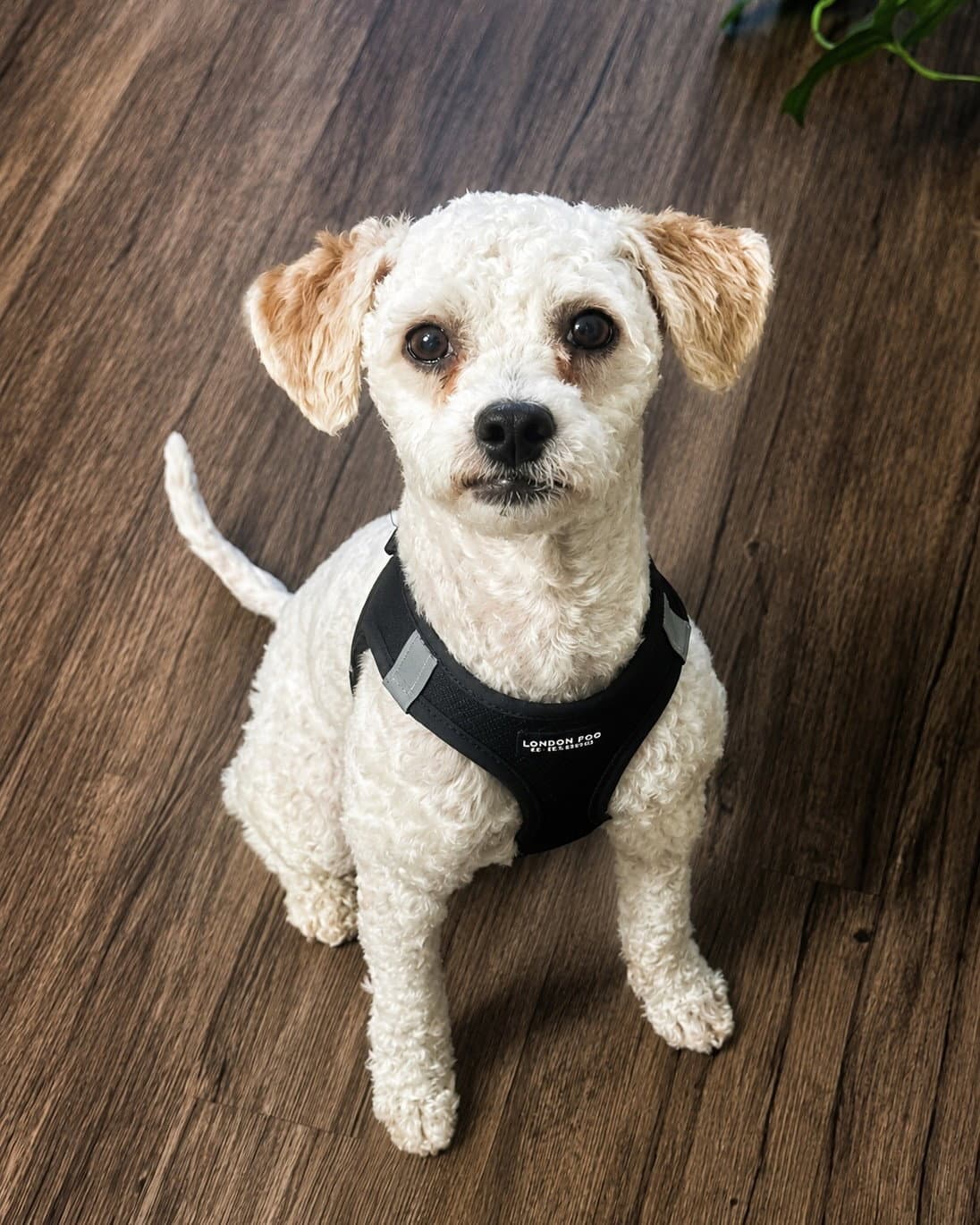 Barney - Poodle (Miniature)