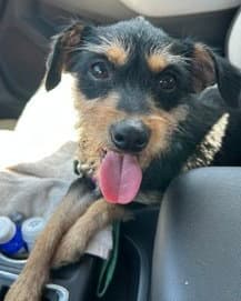 Millie image 4