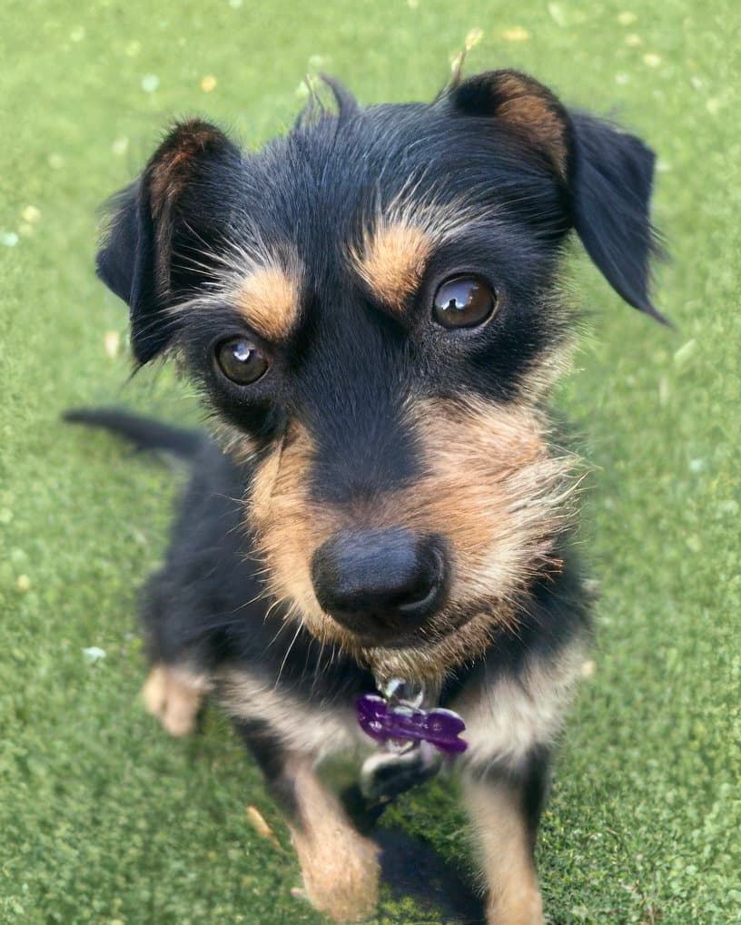 Millie - Terrier