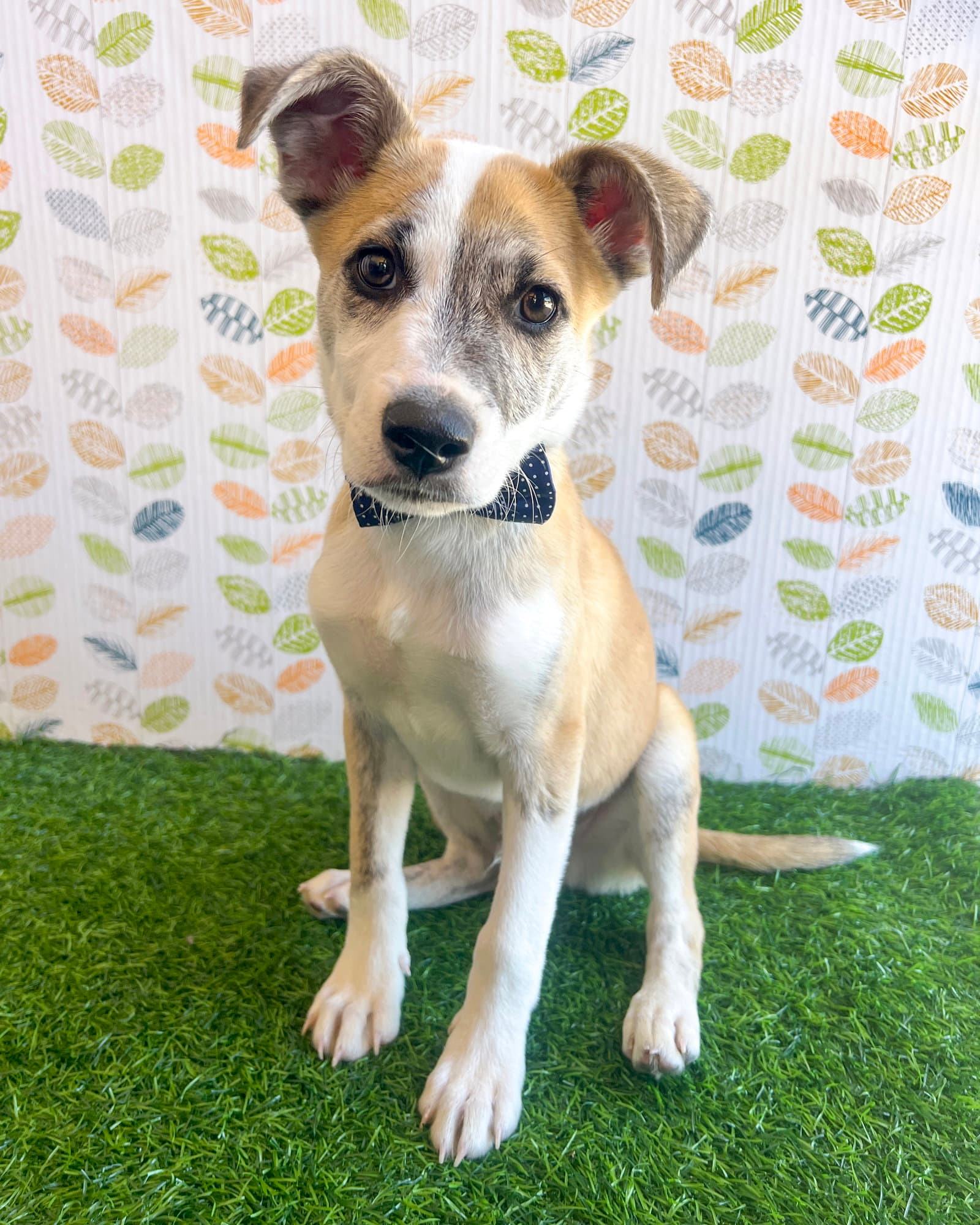 Benjamin - Terrier