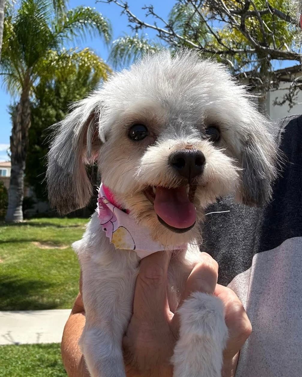 Lacy - Maltese