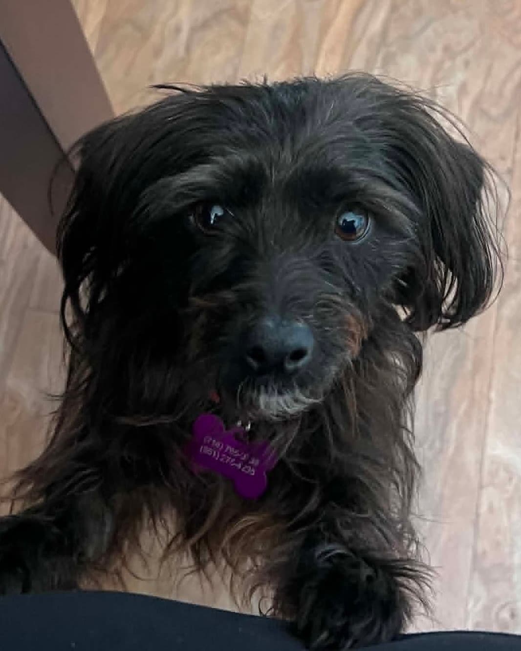 Rumor - Terrier