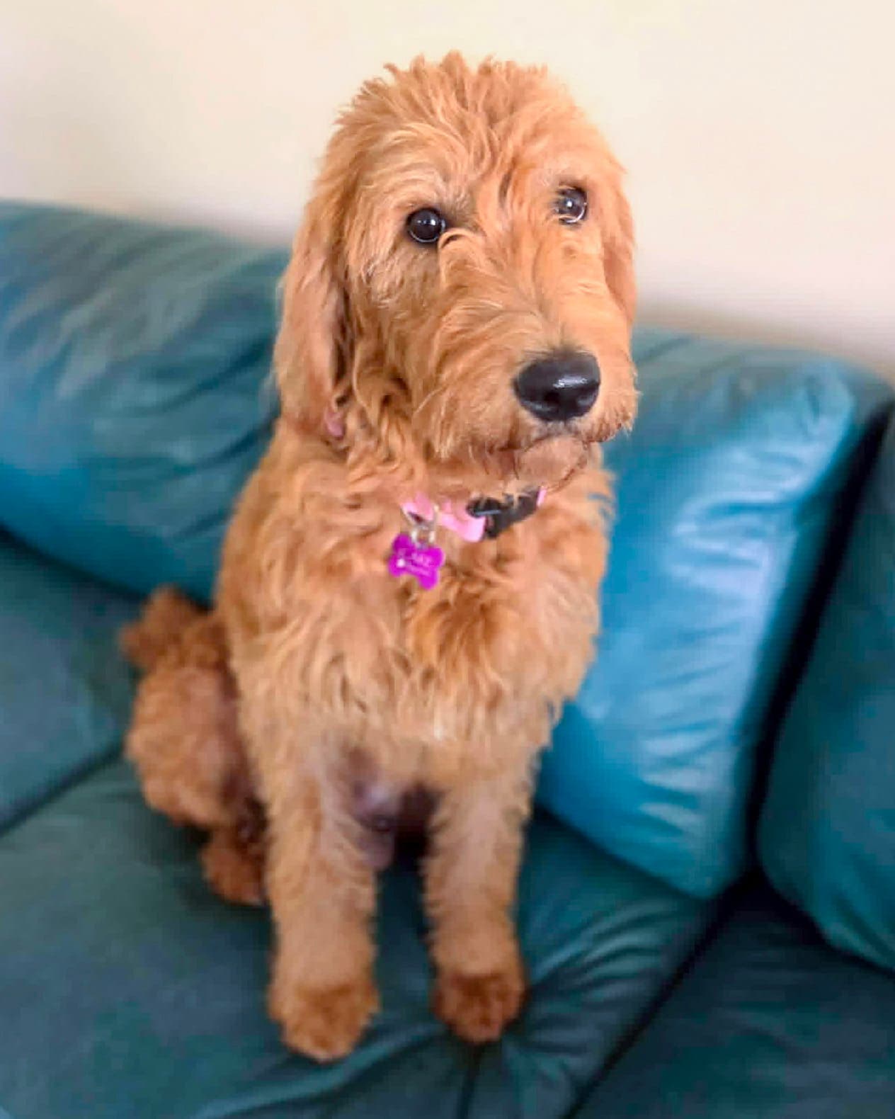 Sage - Golden Retriever