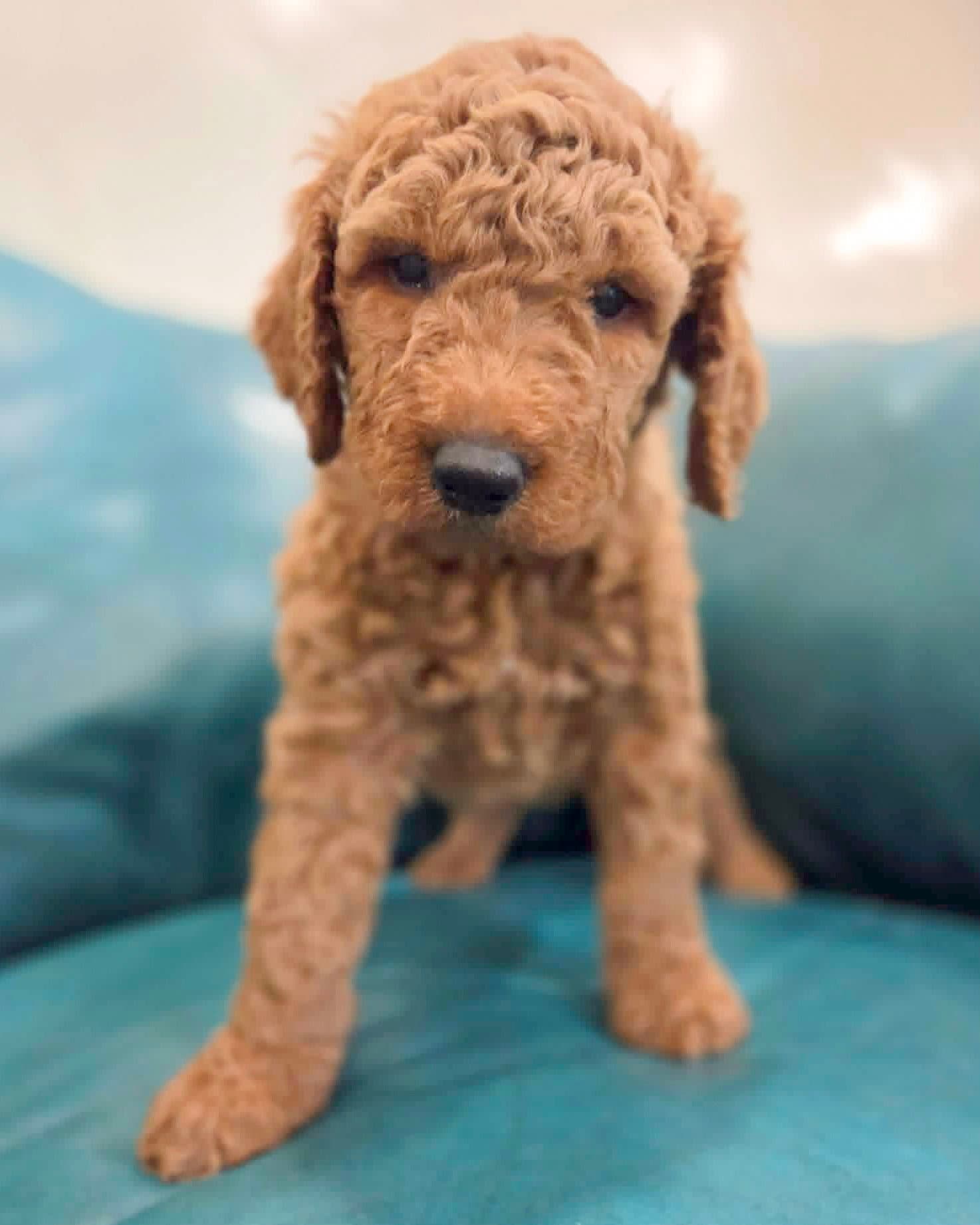 Juniper - Golden Retriever