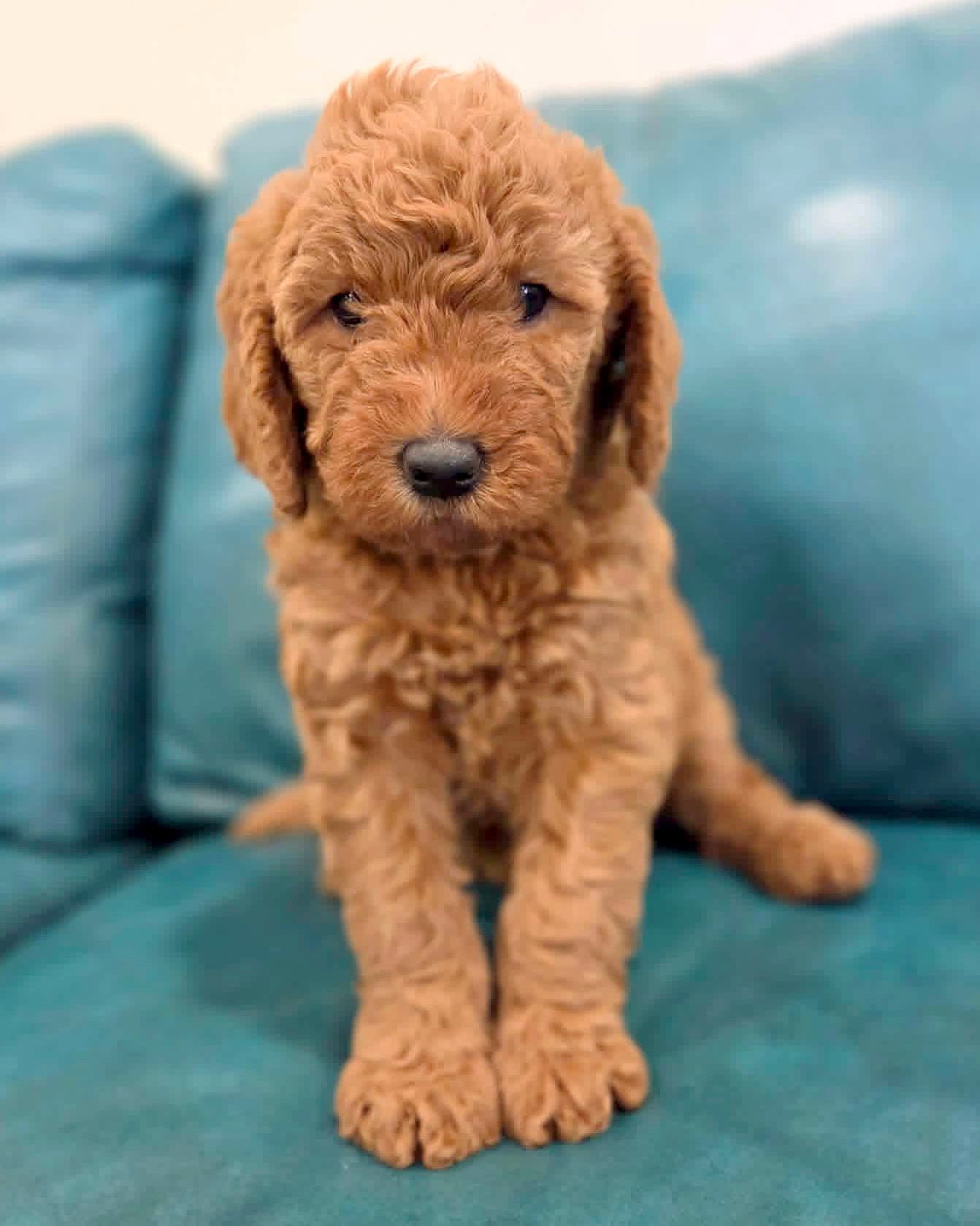 Ivy - Golden Retriever