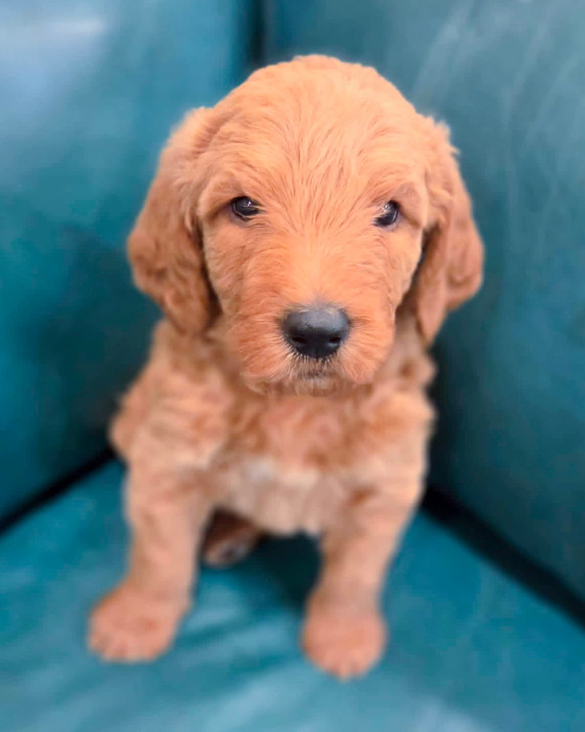 River - Golden Retriever