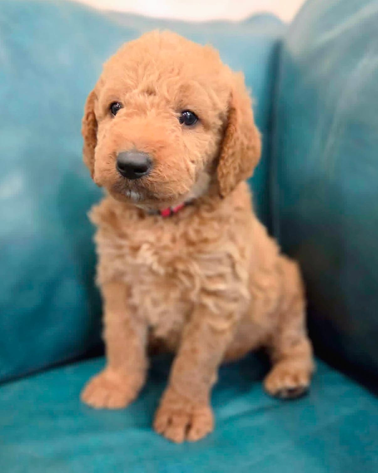 Aspen - Golden Retriever