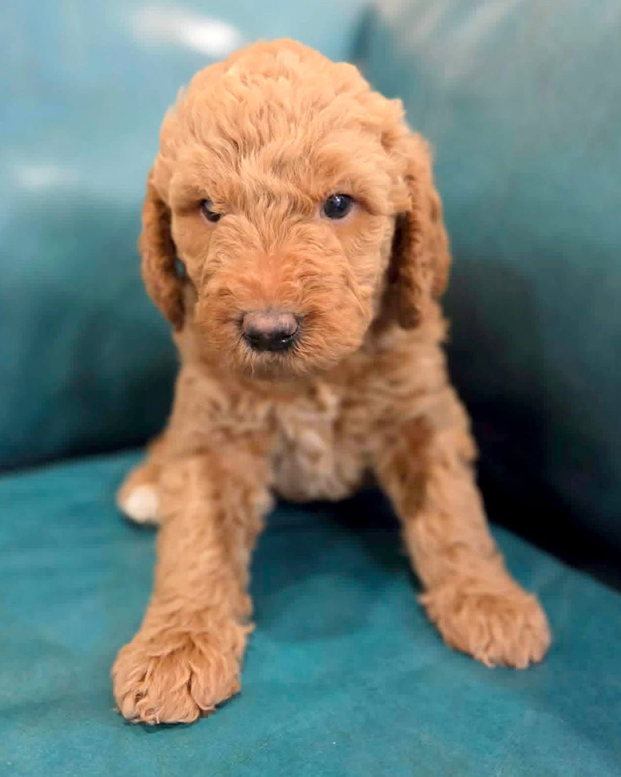 Timber - Golden Retriever