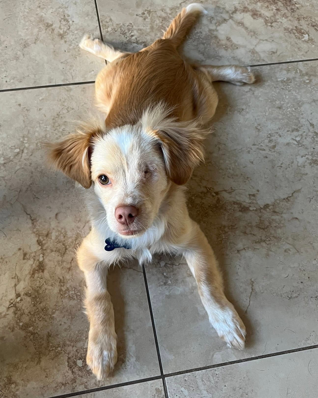 Noli - Chihuahua