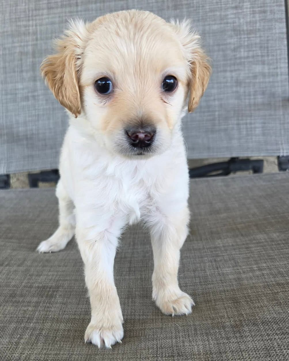 Kai - Maltese