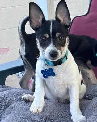 Chip - Chihuahua