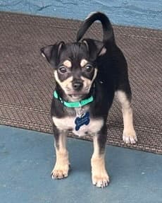 Odie image 1