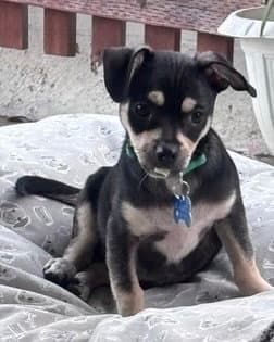 Odie image 4