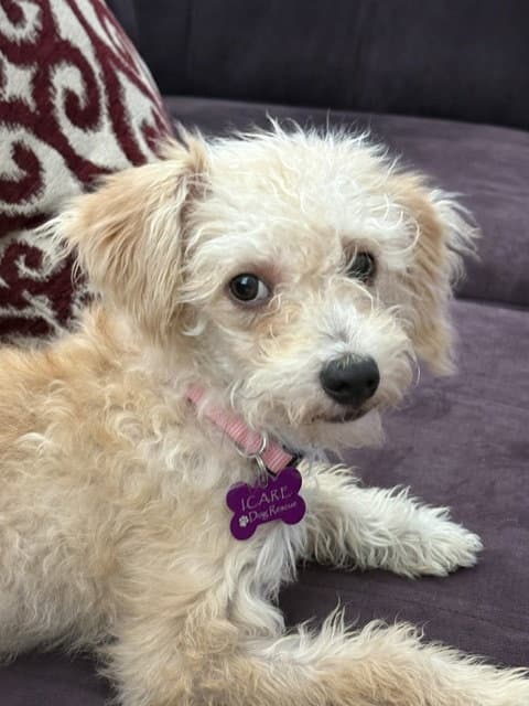 Pearl - Poodle (Miniature)