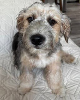 Benji image 2