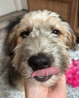 Benji image 4