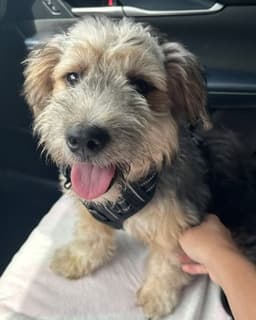 Benji image 3