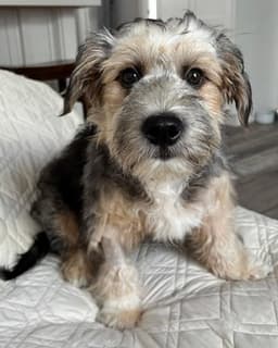 Benji image 1