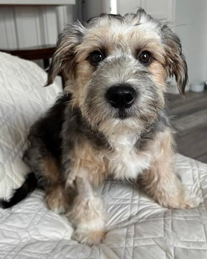Benji - Terrier