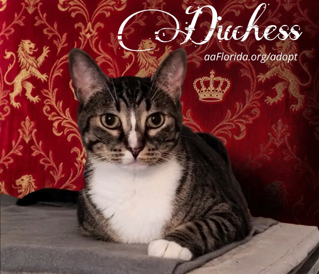 Duchess - Tabby