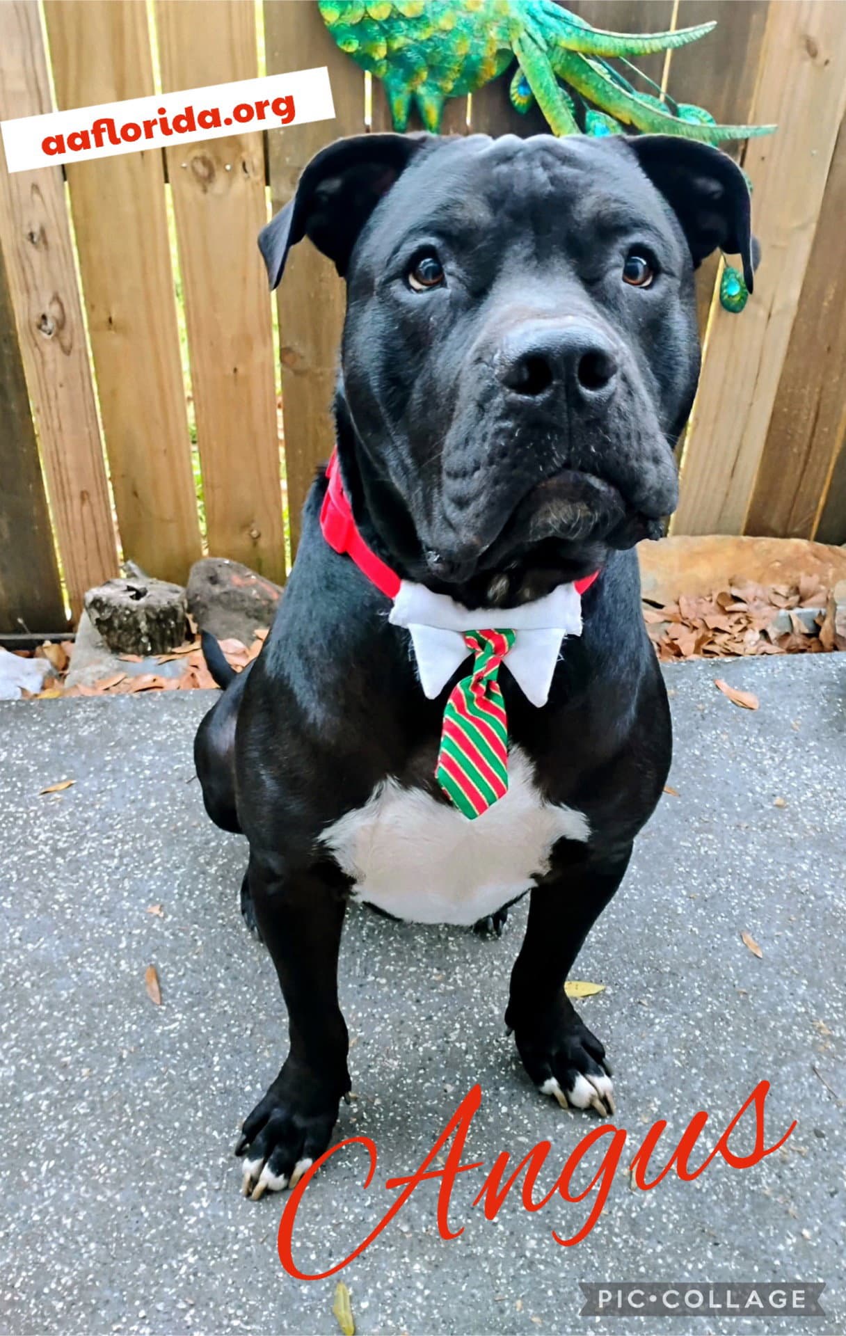 Angus - Mastiff