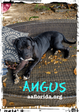 Angus image 2