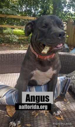 Angus image 4