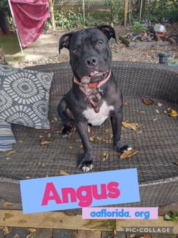 Angus image 3
