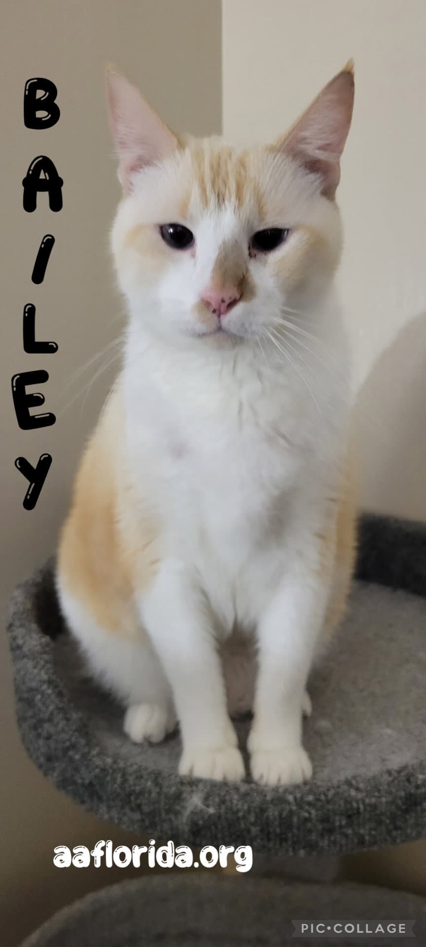Bailey Cyd - Siamese