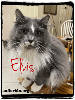 Elvis Cyd image 2